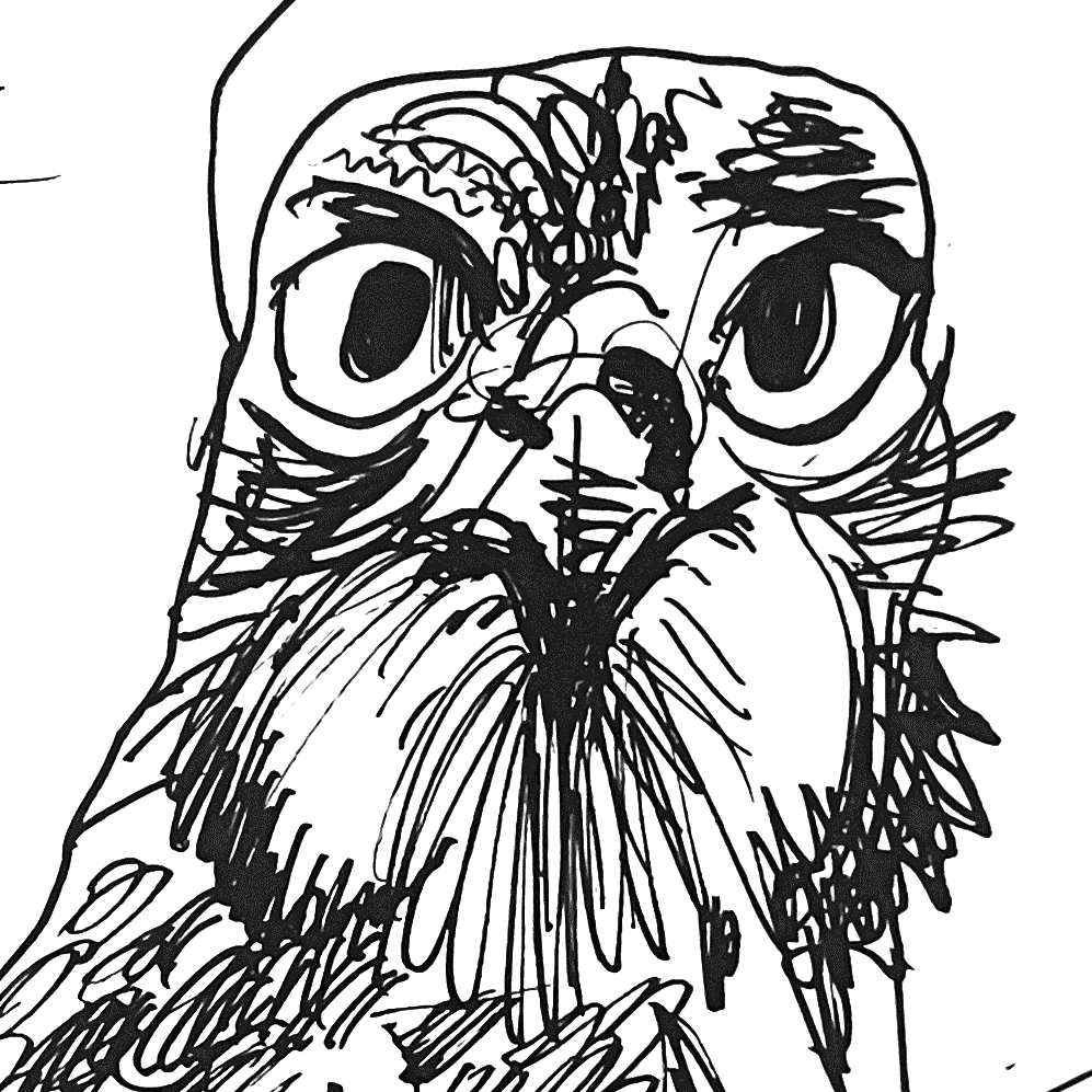 hawk