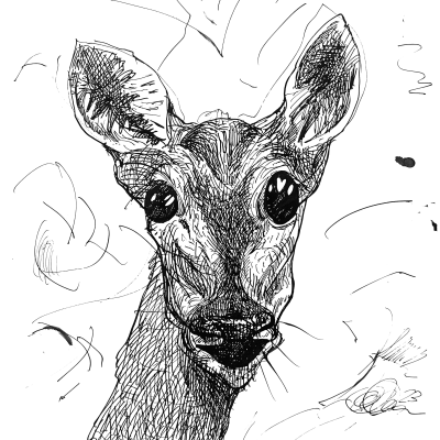 deer