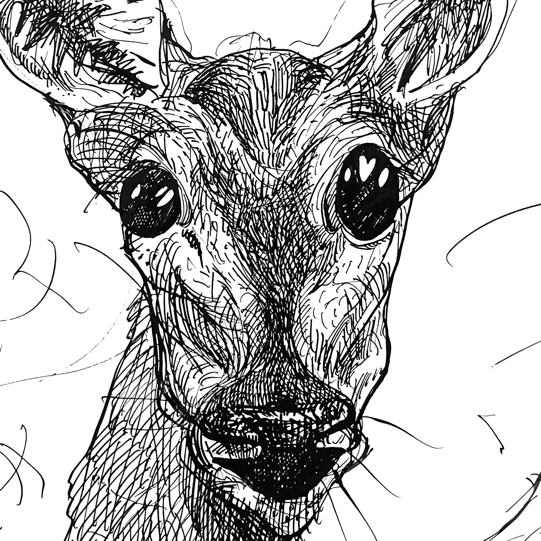 deer