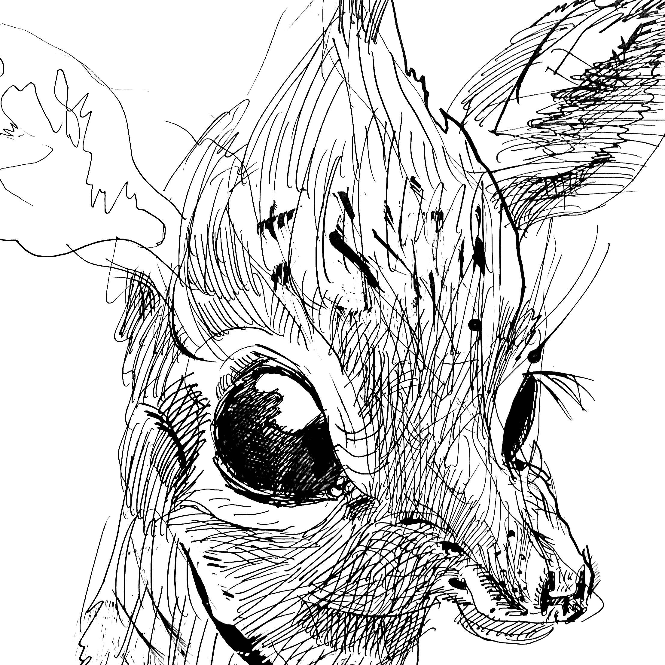 dik dik