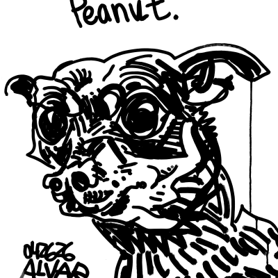 Peanut Chihuahua